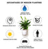 White Self Watering Pot